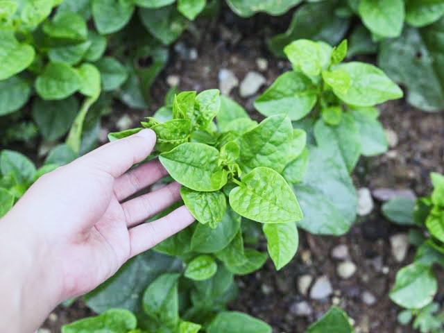 Malabar spinach neglected in disease-cure