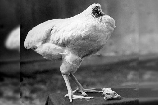 The headless chicken has been alive for 18 months