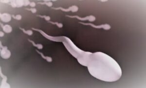 At what age does sperm count peak What the research said