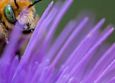 US approves world’s first vaccine for bees