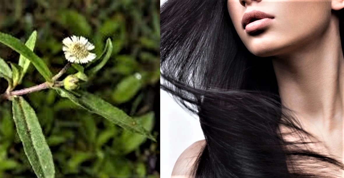 Raised handfuls of hair Day Keshuti leaf oil, how to apply