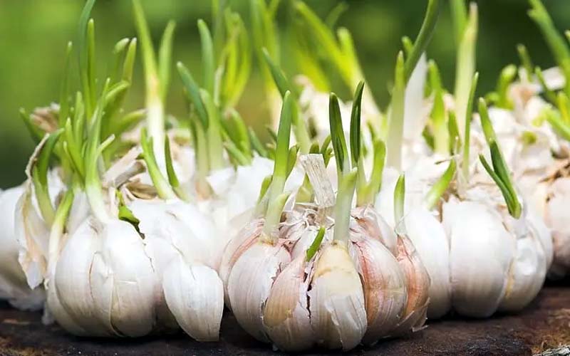 garlic-leaver